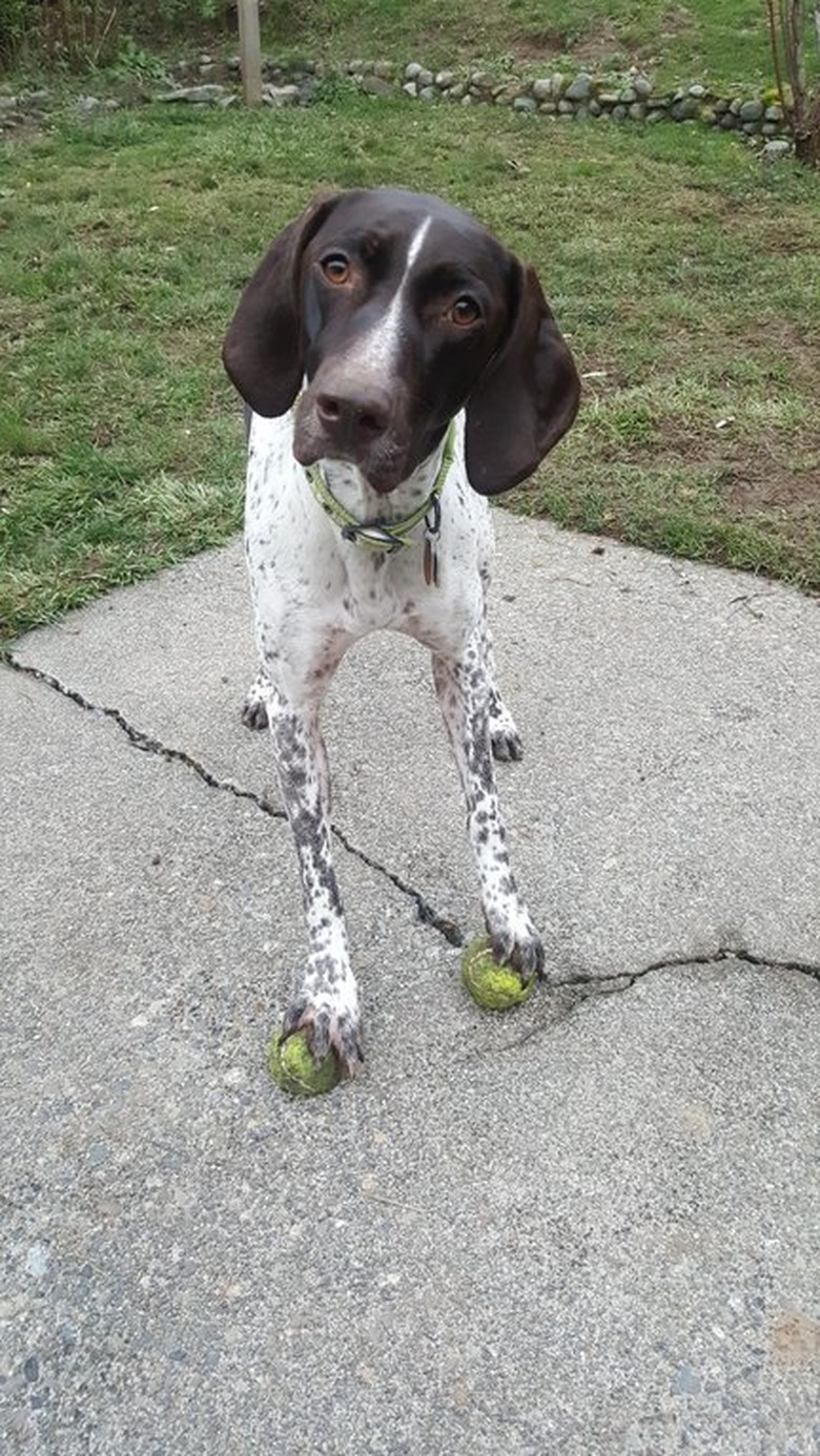 Dog standing on two filthy tennis balls.