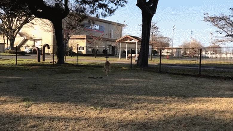 dog running to fast to play fetch