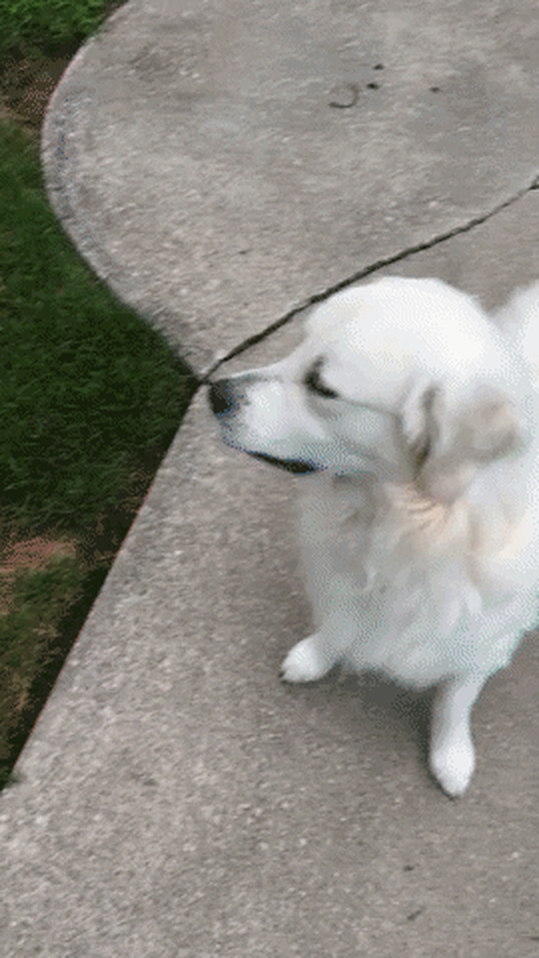 dog fetches ball but won't give it back