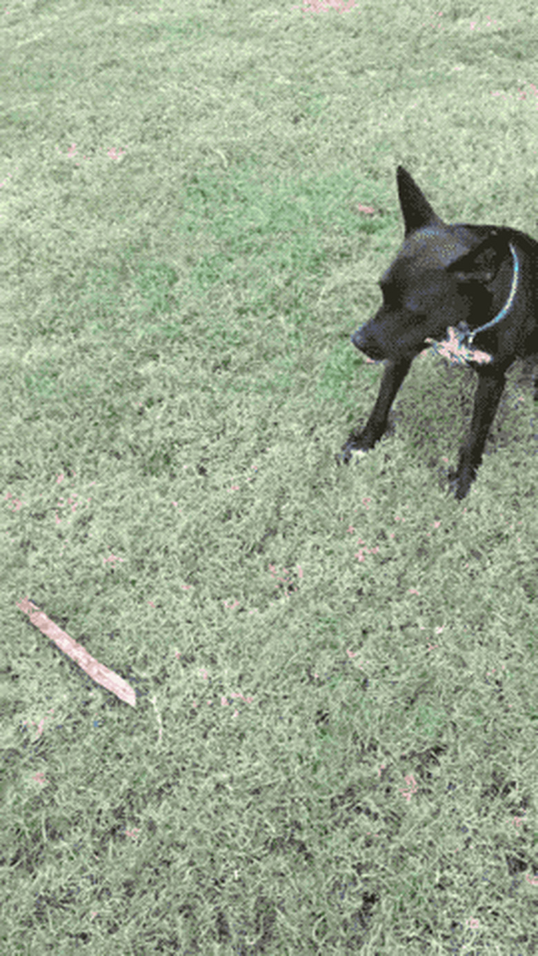 dog doesn't understand fetching stick