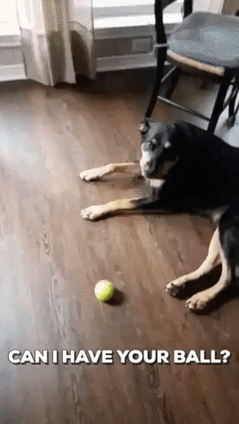 dog won't let human touch tennis ball