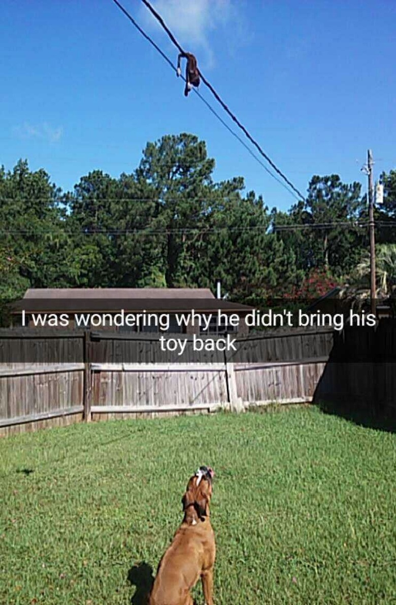 Dog looking at toy stuck on phone line