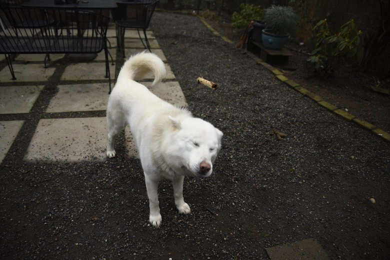 Dog closing its eyes to avoid stick