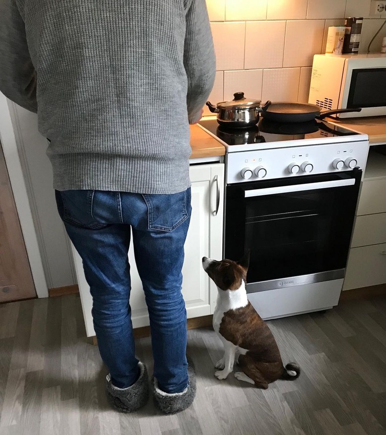 dog shadows human cooking in kitchen