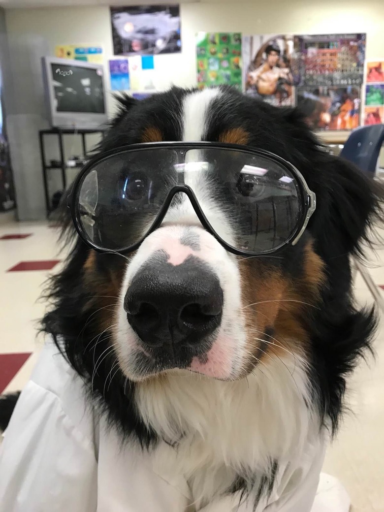 Bernese Mountain Dog wearing lab coat and safety goggles.