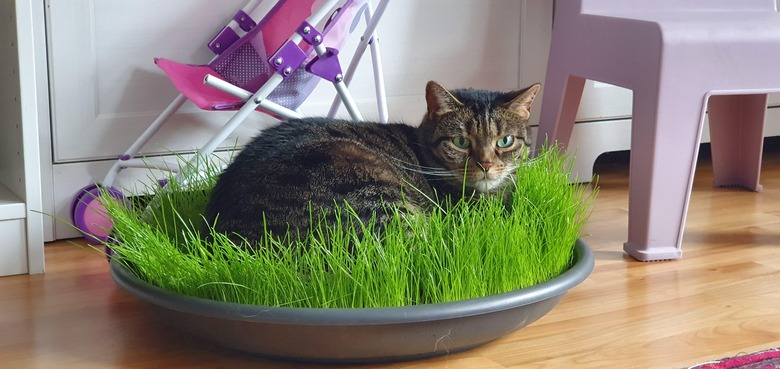 A brown tabby cat loafing in a little indoor patch of grass.