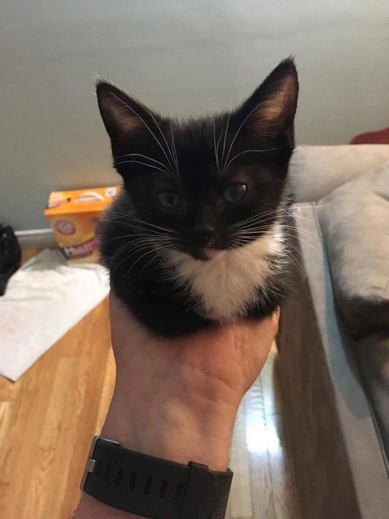 A black and white kitten being held in someone's palm in loaf formation