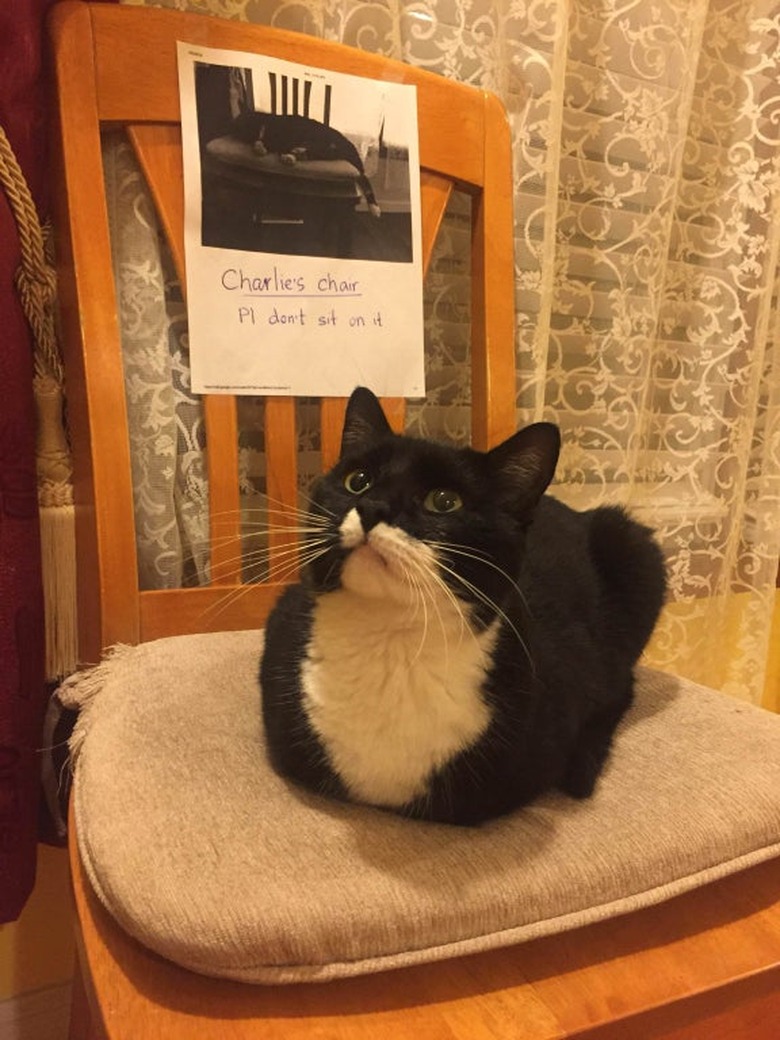 A black and white cat loafing on a chair with a sign that says 