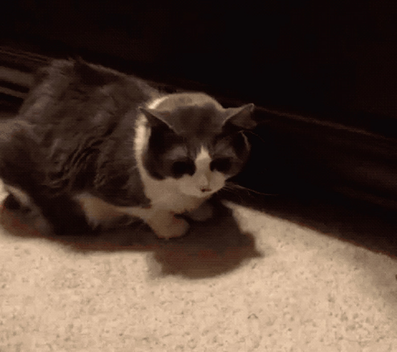 cat steals treat from other cat