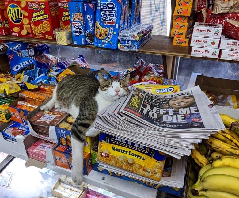 A cat is sleeping on a pile of newspapers in a bodega.