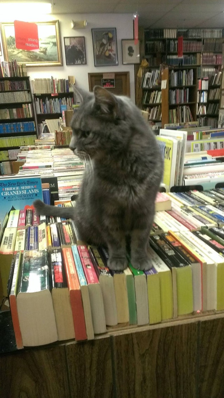 A cat is sitting on top of a row of paperbacks in bookstore.