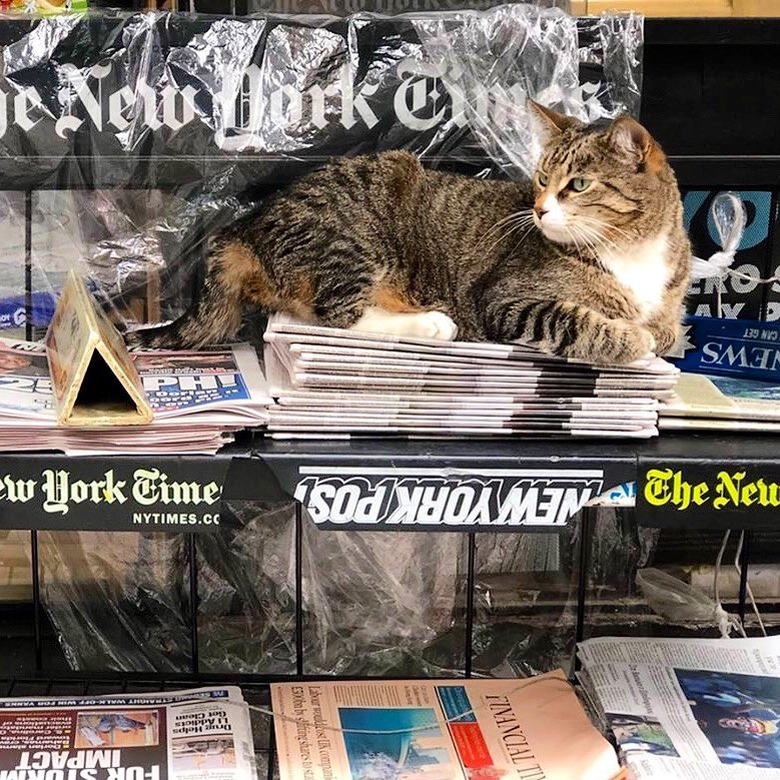 A cat is sitting on a stack of newspapers.