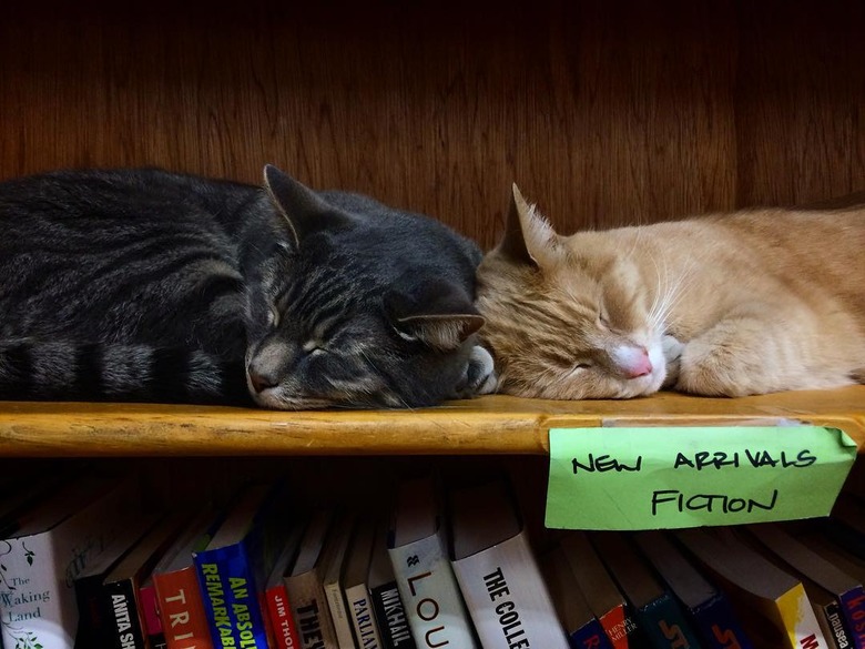 Two cats are sleeping on a shelf labeled 