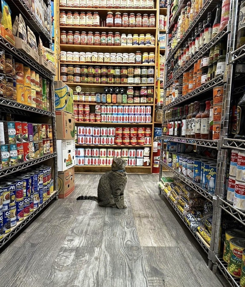 A cat is looking up at a dispay shelf in a bodega.