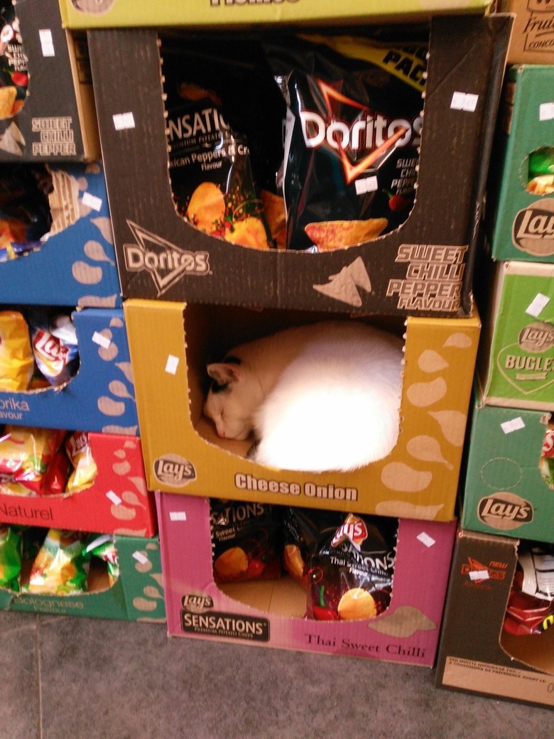 A cat is in an empty box of Cheese Onion chips.