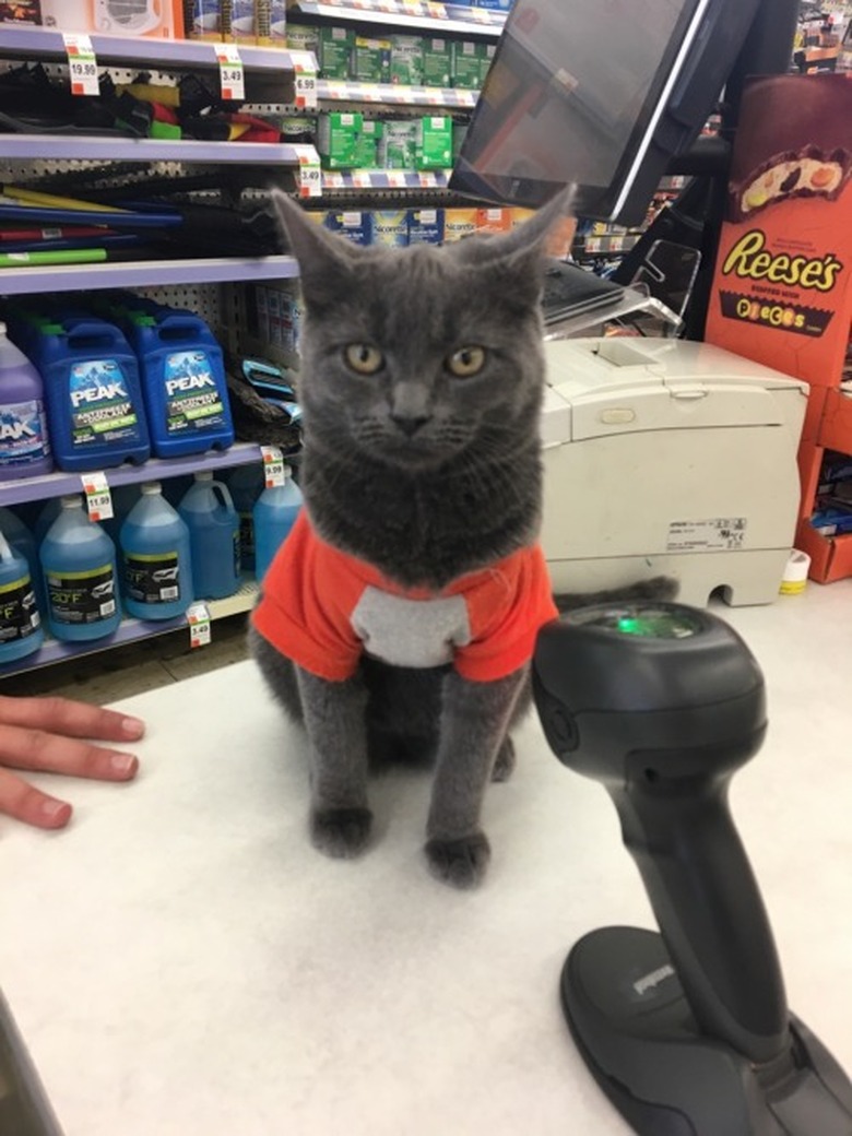 A gray cat is wearing an orange t-shirt and is sitting by a cash register scanner.