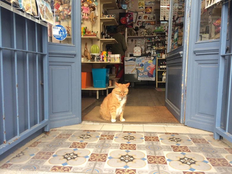 An orange cat is in an open door to shop.