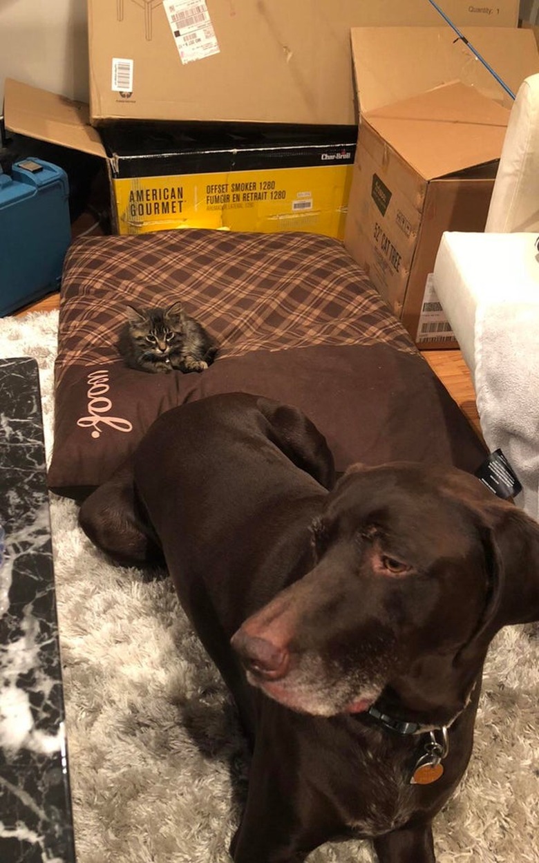 Chocolate Labrador sitting next to large dog bed with tiny kitten on it