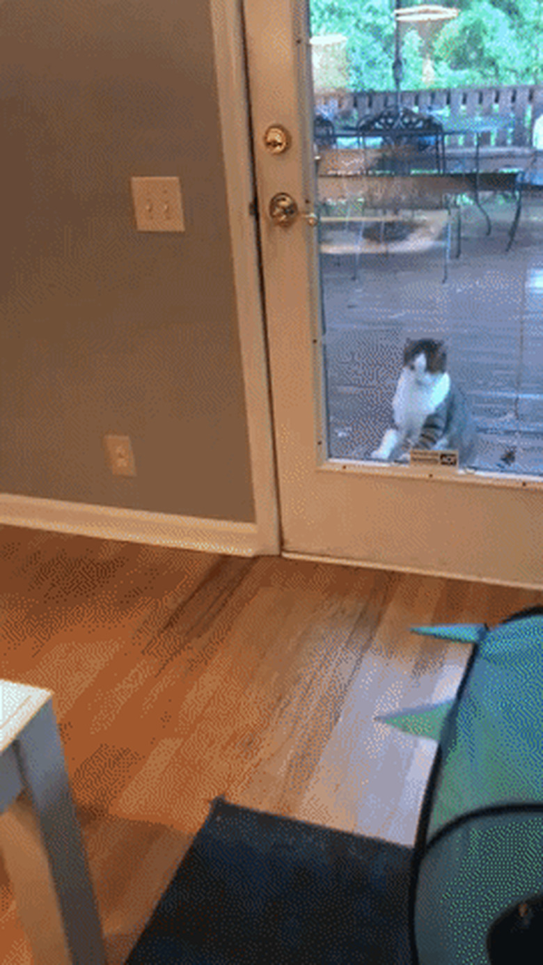 Cat waiting at front door walks away after door is opened