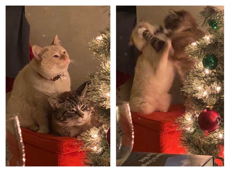 Cats looking at Christmas tree start fighting