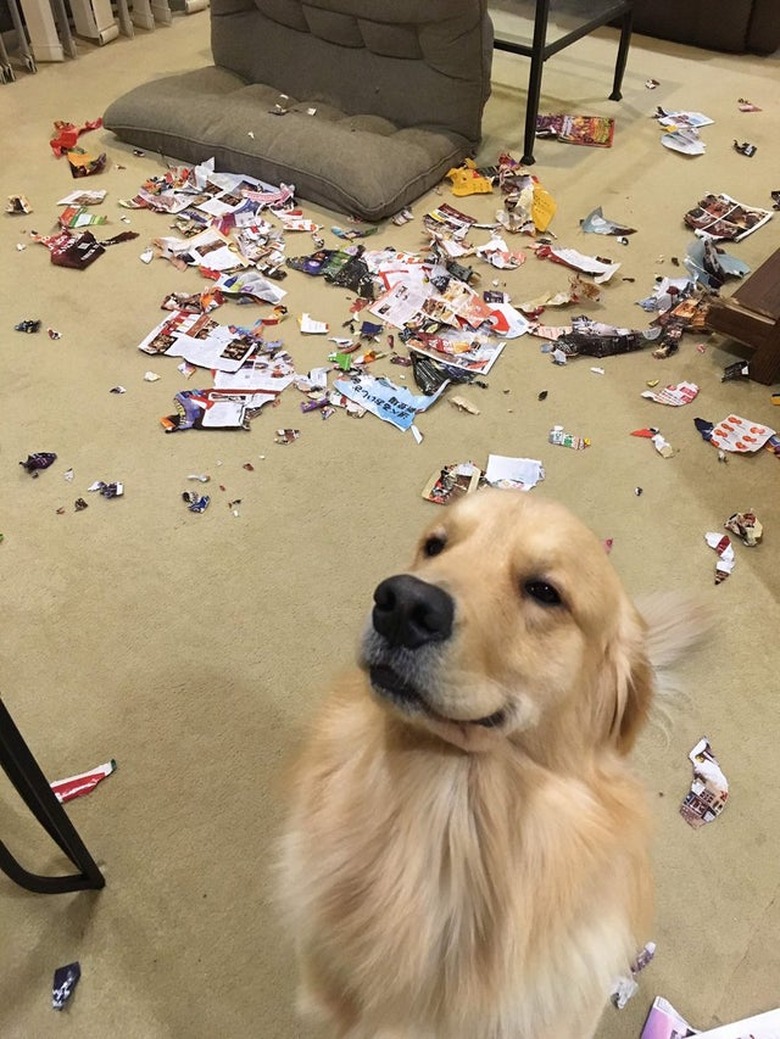 Golden Retriever dog looking proud in front of torn magazine