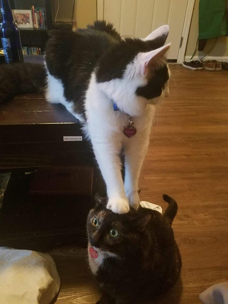 Cat sitting with its front paws pressing down on other cat's head