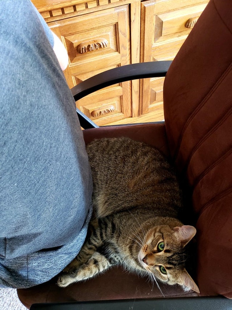 Cat taking up space on desk chair