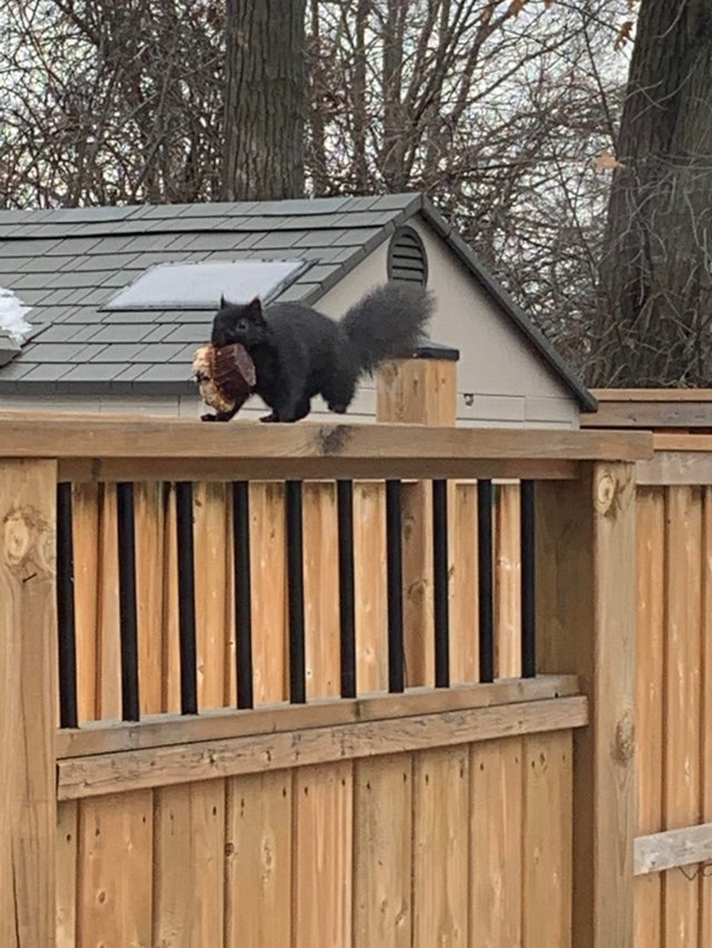 Squirrel carrying whole muffin in its mouth