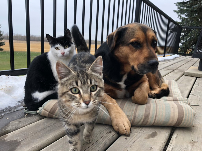 Two cats and a dog are outside on a wooden deck.