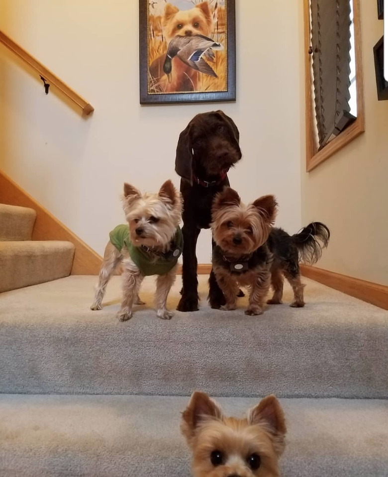 Three dogs are standing together on a staircase landing, and another dog peaking up in the foreground.