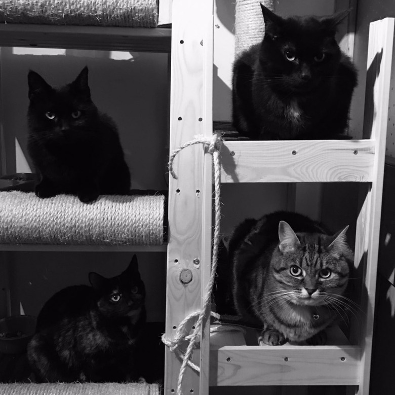 A black and white photos of four cats each sitting in an individual cubby.