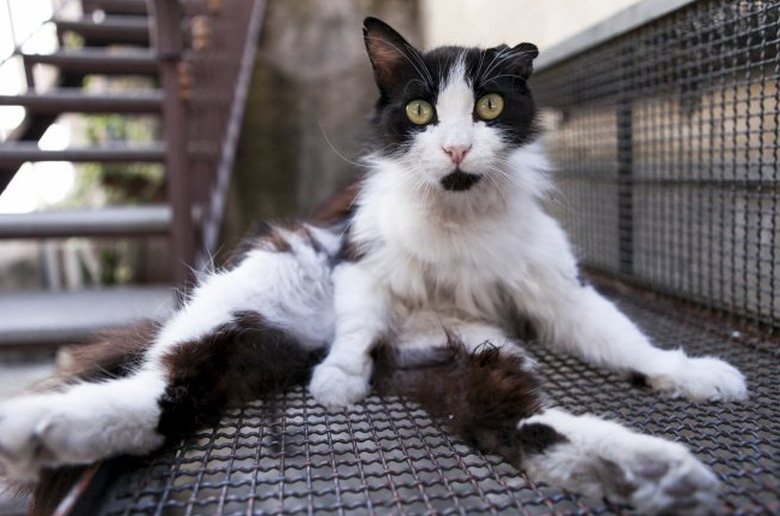 A black and white cat with wide eyes is sitting like a human on a staircase.