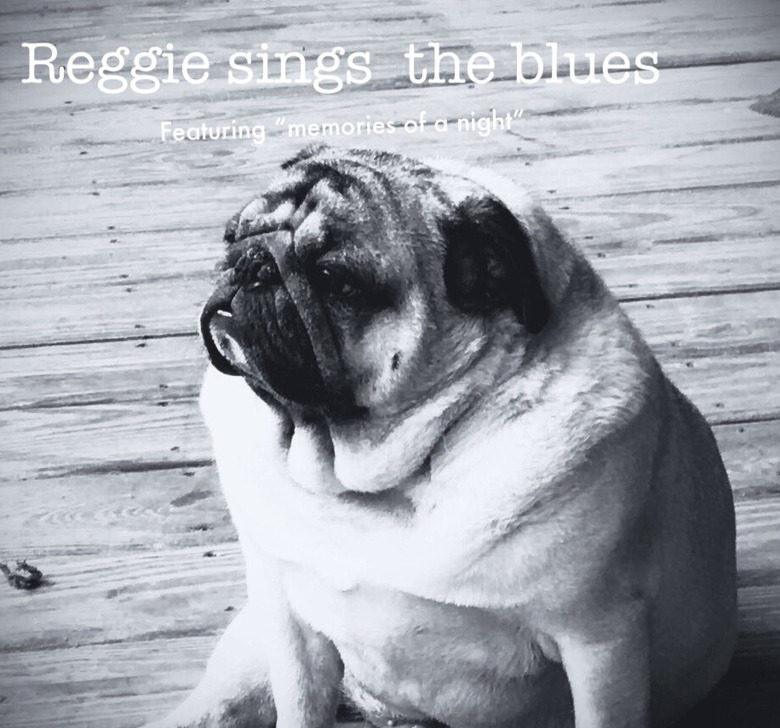 A black and white photo of a pug looking off into the distance, with text that says, 