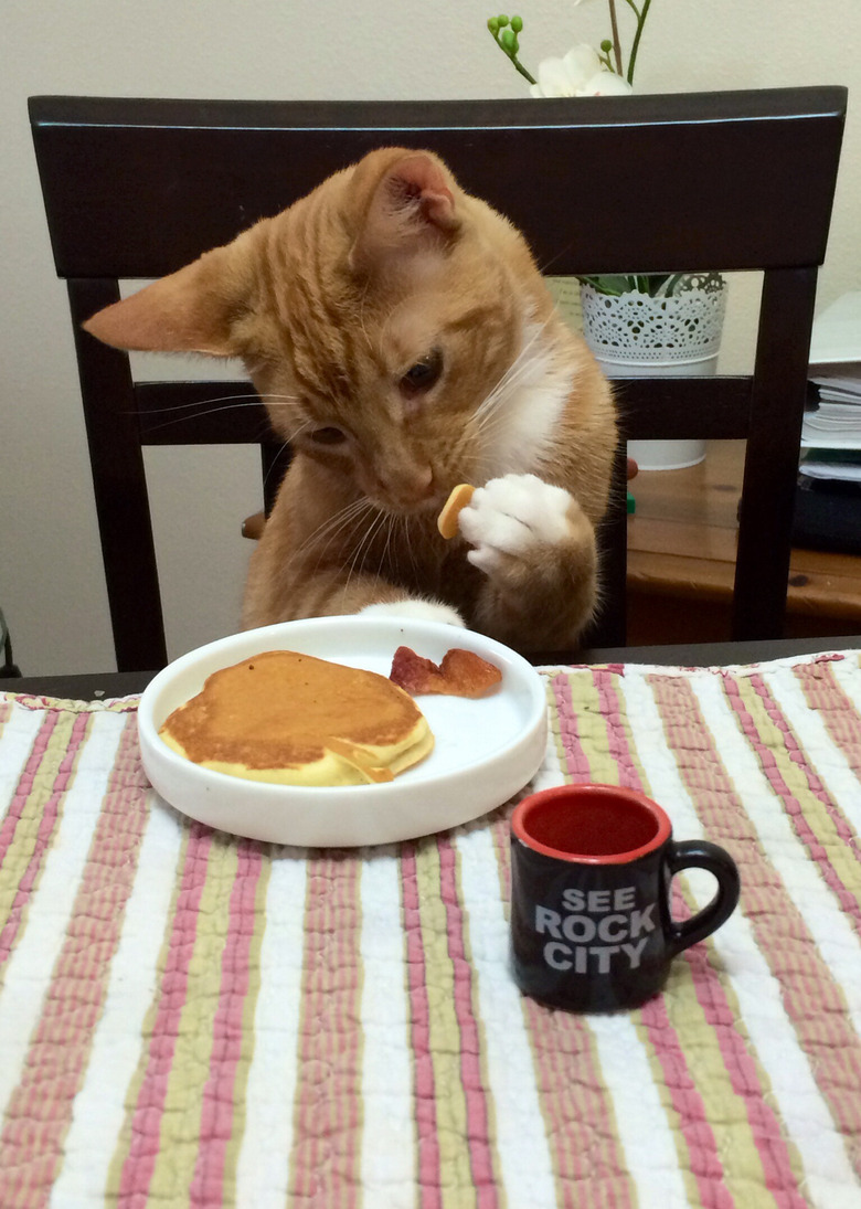 Cat eating pancakes