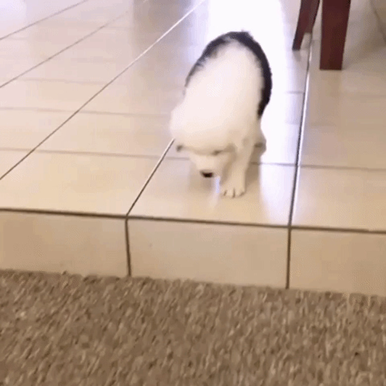 puppy falls off stair