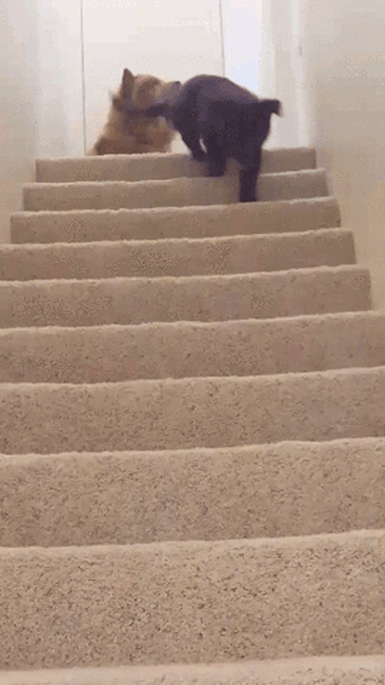 puppy trips down stairs