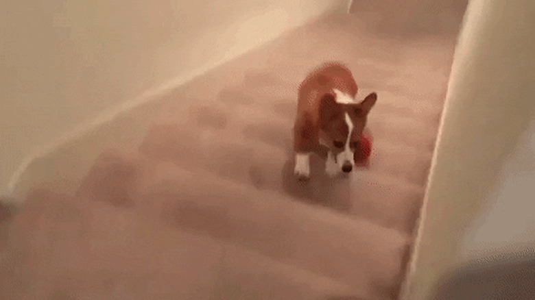 dog uses stairs to play fetch with itself