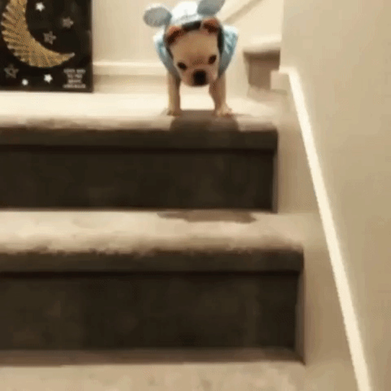 pug in costume trips down stairs