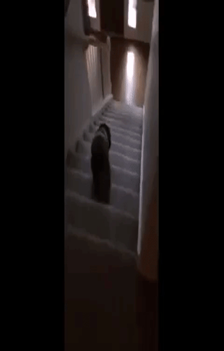 puppy trips off stairs