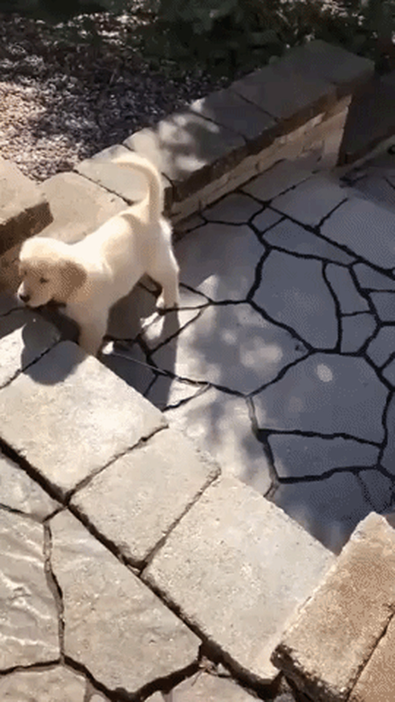 puppy struggles to climb up stair