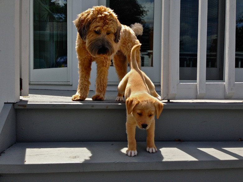 Dog watching puppy go down stairs.