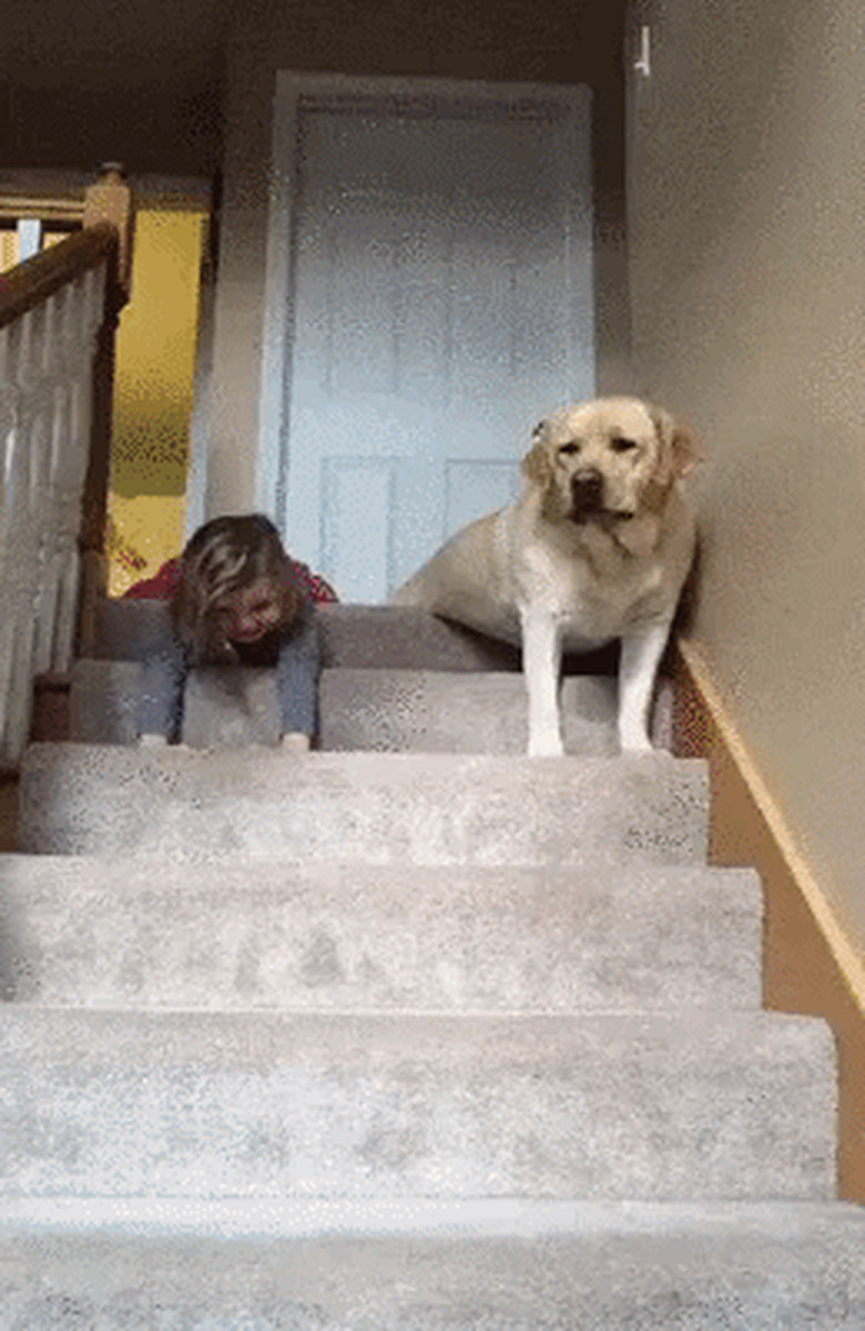 girl and dog crawl down stairs