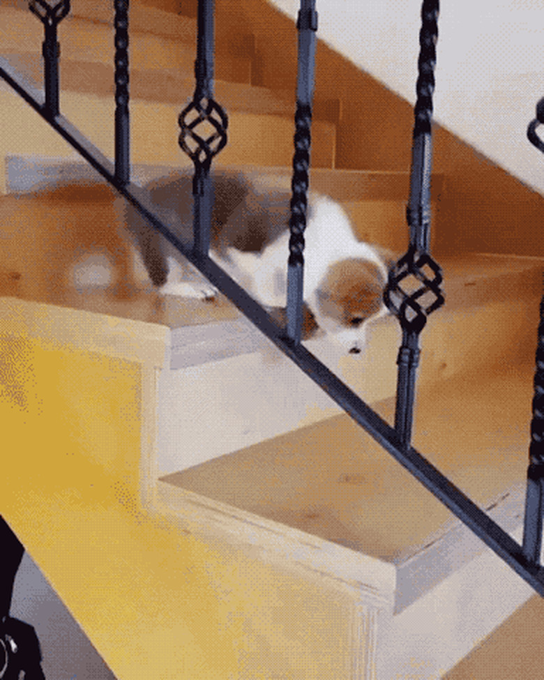 puppy refuses to climb down stairs