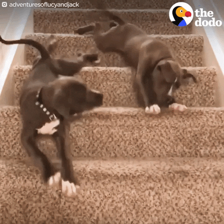 puppy shows other puppy how to climb down stairs