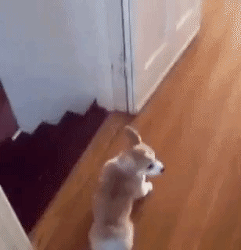 puppy slides down stairs