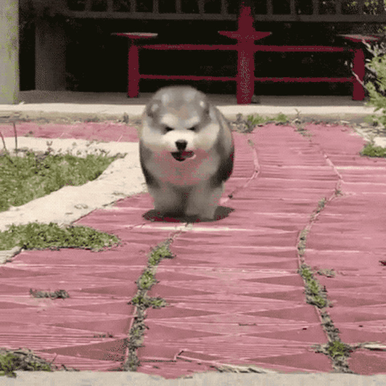 malamute puppy confused by curb step off