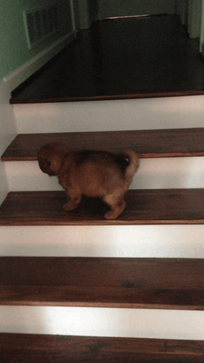 puppy rolls down stairs