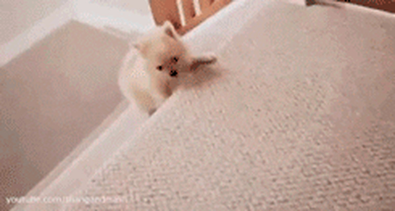 dog knocks second dog down stairs