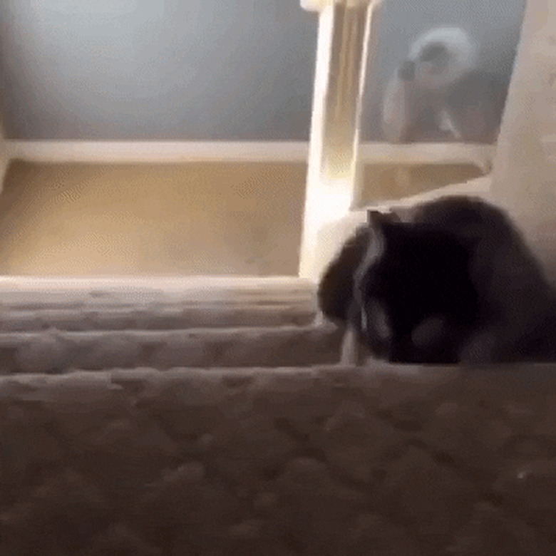 puppy falls down stairs