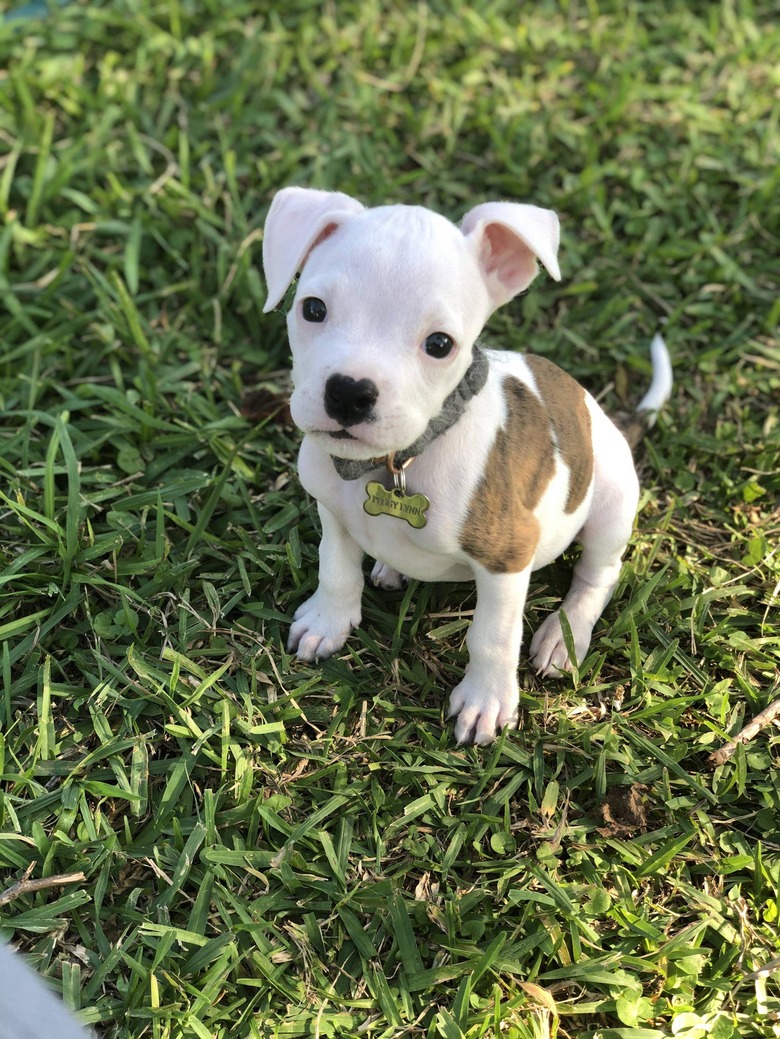 Boxer puppy in the grass.